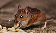 24 Hour & Emergency Exterminators in Tigard, OR